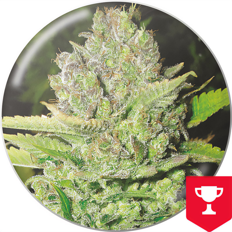 Devil Fruit Medical Seeds feminizovaná semena, pryskyřičnaté palice