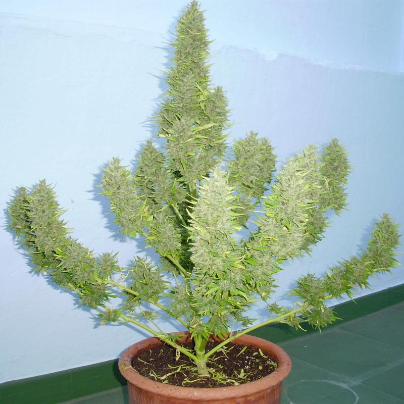 Devil Purple XXL MDLG Seeds samonakvétací semena, pryskyřičnaté palice