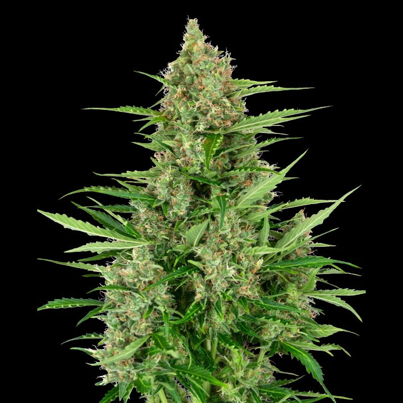 Double Kush Cake Auto Sensi Seeds samonakvétací semena, pryskyřičnaté palice