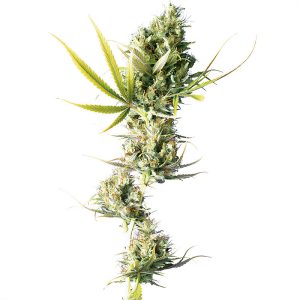 Durban Sensi Seeds feminizovaná semena, pryskyřičnaté palice