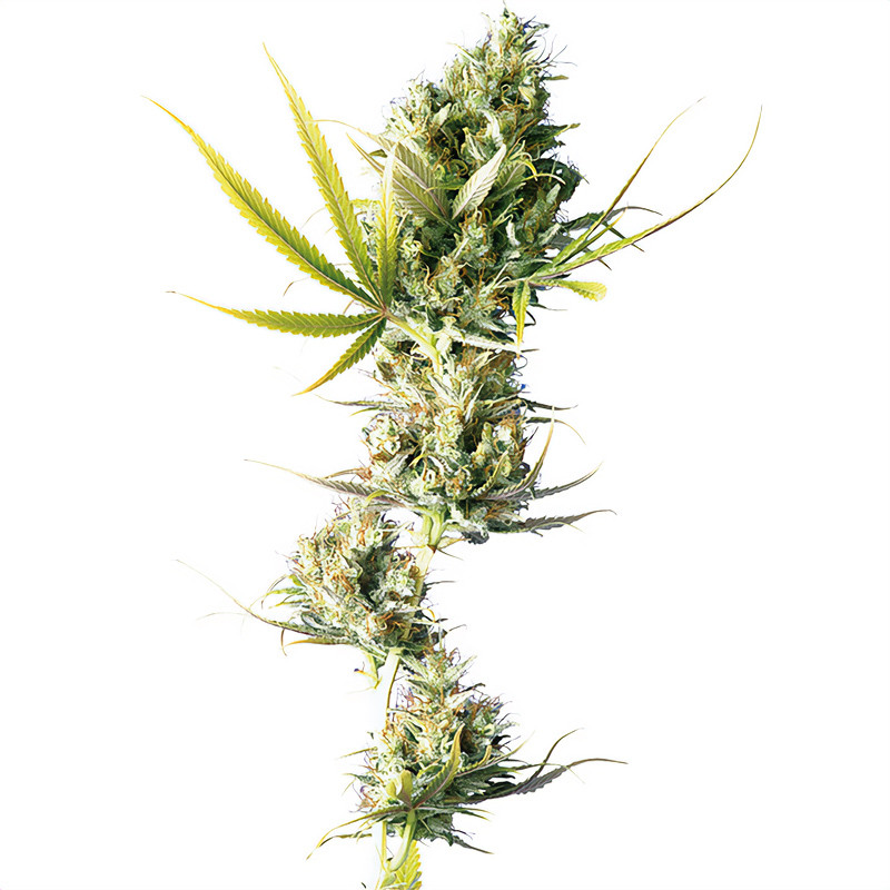 Durban Sensi Seeds feminizovaná semena, pryskyřičnaté palice