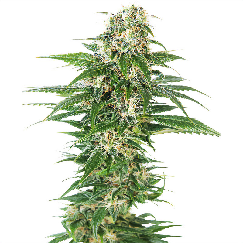 Early Skunk Auto Sensi Seeds samonakvétací semena, pryskyřičnaté palice