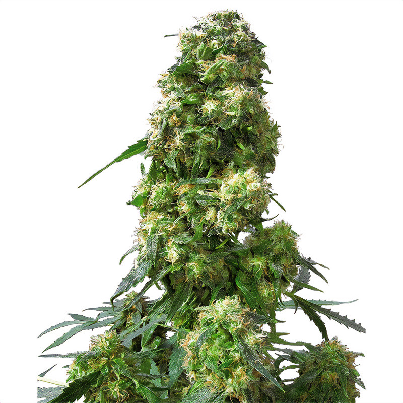 Early Skunk Sensi Seeds feminizovaná semena, pryskyřičnaté palice