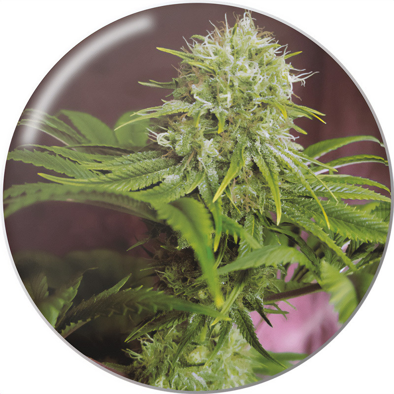 Elixir Vitae Medical Seeds CBD semena, pryskyřičnaté palice