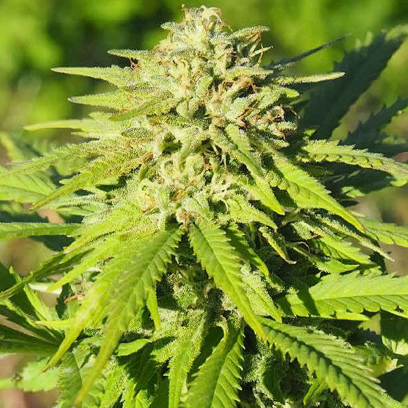 Esmeralda CBG Semi MDLG Seeds CBD semena, pryskyřičnaté palice