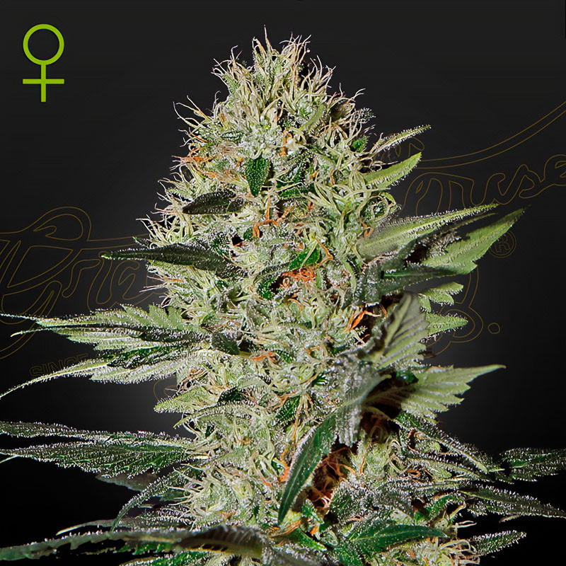 Exodus Cheese Auto Green House Seeds samonakvétací semena, pryskyřičnaté palice