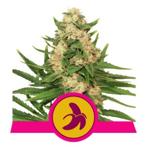 Fat Banana Royal Queen Seeds feminizovaná semena, pryskyřičnaté palice