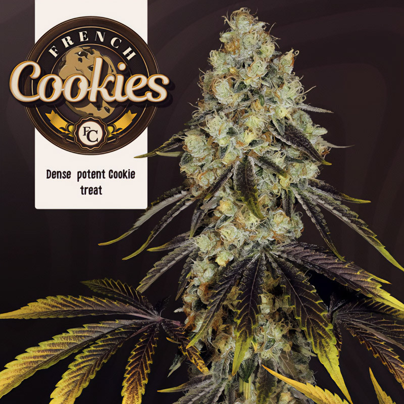 French Cookies - TH Seeds - Feminizovaná semena, pohled 3