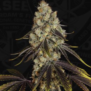 French Cookies T.H. Seeds feminizovaná semena, pryskyřičnaté palice