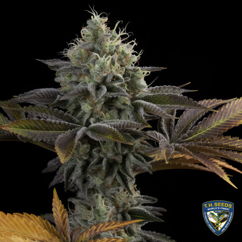 French Cookies - TH Seeds - Feminizovaná semena, pohled 4