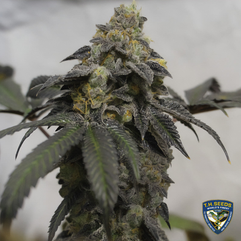 French Cookies - TH Seeds - Feminizovaná semena, pohled 5