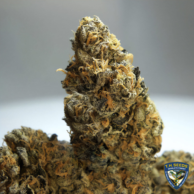 French Cookies - TH Seeds - Feminizovaná semena, pohled 6