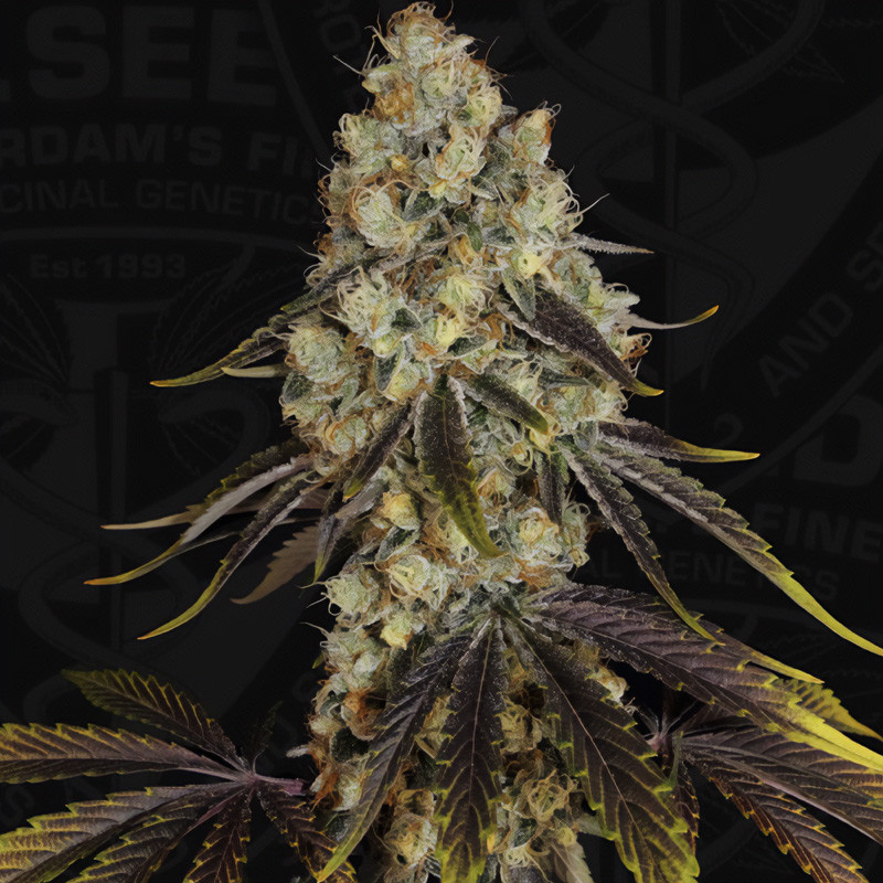 French Cookies T.H. Seeds feminizovaná semena, pryskyřičnaté palice