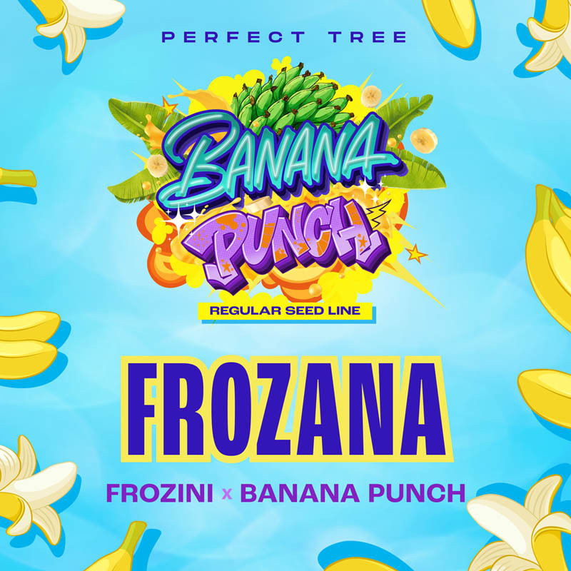 Frozana Perfect Tree regulérní semena, matečná rostlina