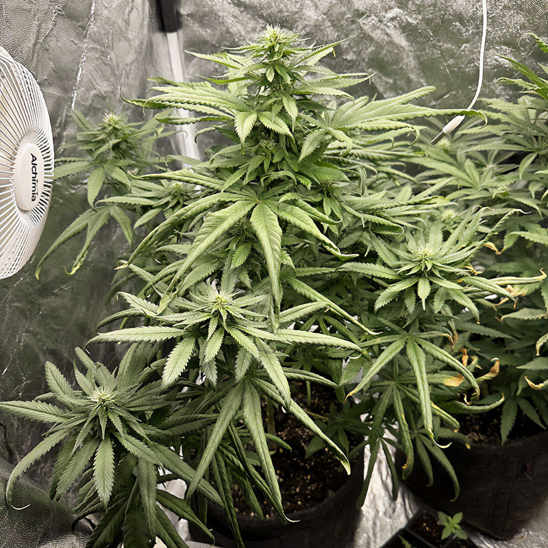 Gelato 242 - Medical Seeds - Feminizovaná semena, pohled 2