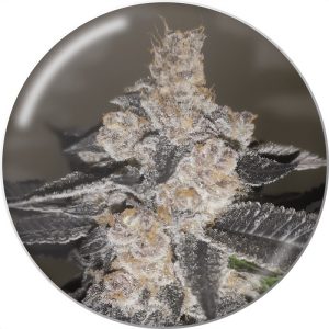 Gelato 242 Medical Seeds feminizovaná semena, pryskyřičnaté palice