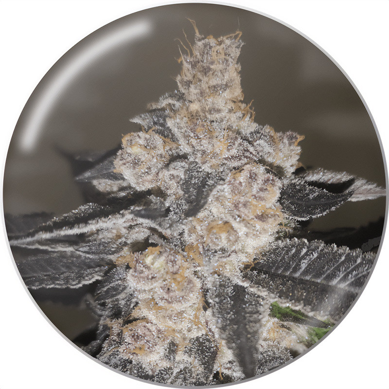Gelato 242 Medical Seeds feminizovaná semena, pryskyřičnaté palice