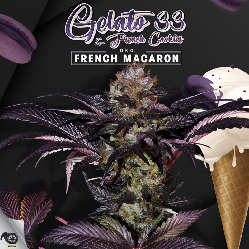 Gelato 33 - French Macaron - TH Seeds - Feminizovaná semena, pohled 3