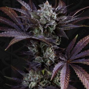 Gelato 33 T.H. Seeds feminizovaná semena, pryskyřičnaté palice
