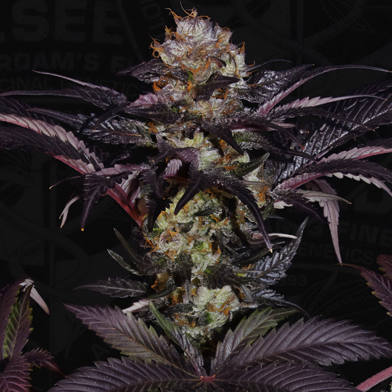 Gelato 33 - French Macaron - TH Seeds - Feminizovaná semena, pohled 4