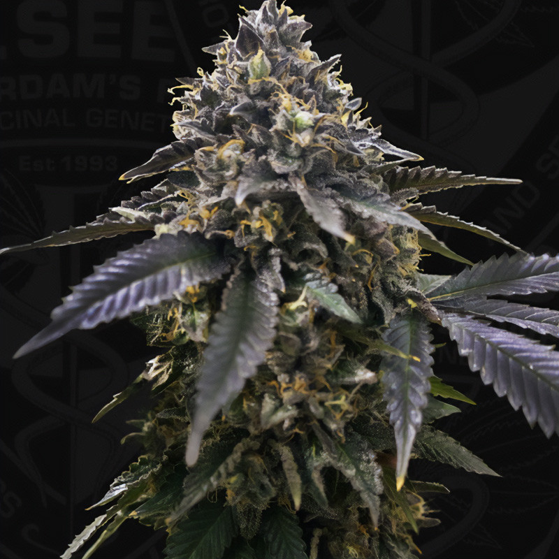 Gelato 33 - French Macaron - TH Seeds - Feminizovaná semena, pohled 5
