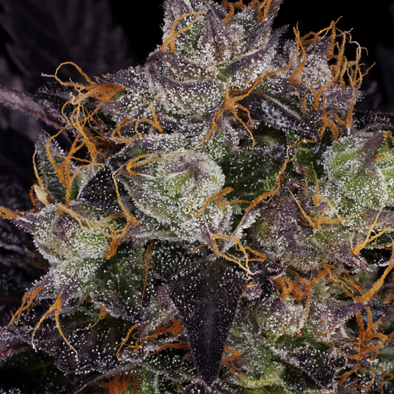 Gelato 33 - French Macaron - TH Seeds - Feminizovaná semena, pohled 6