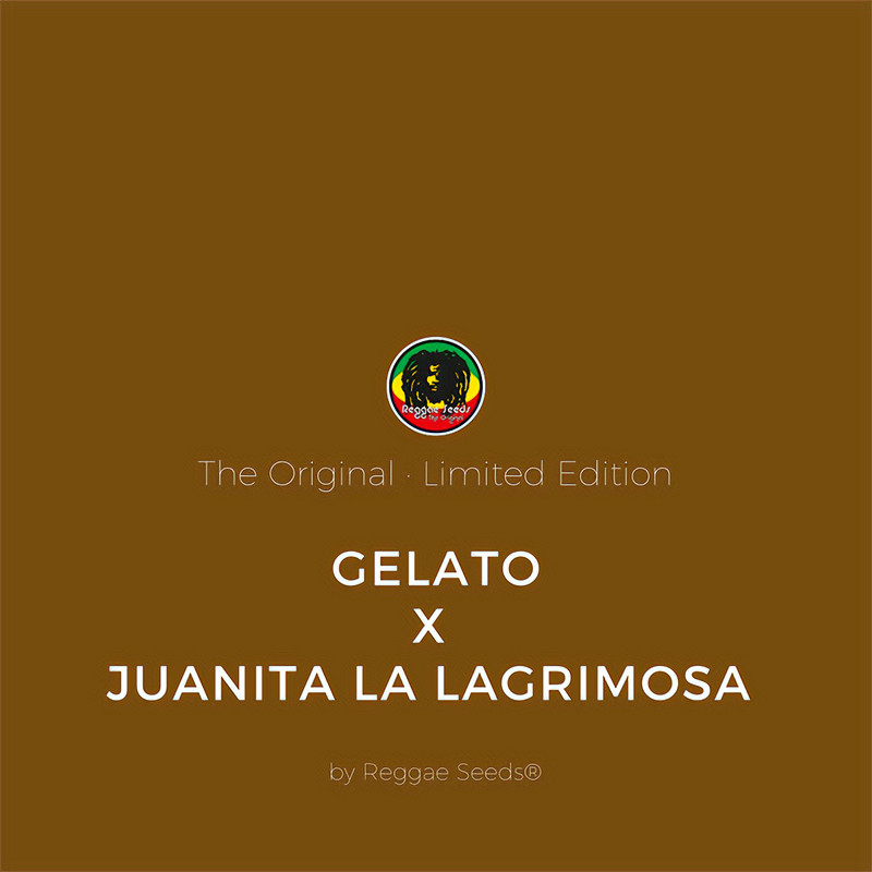 Gelato x Juanita la Lagrimosa - Reggae Seeds - CBD semena, pohled 2