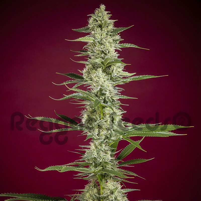 Gelato x Juanita la Lagrimosa Reggae Seeds CBD semena, pryskyřičnaté palice
