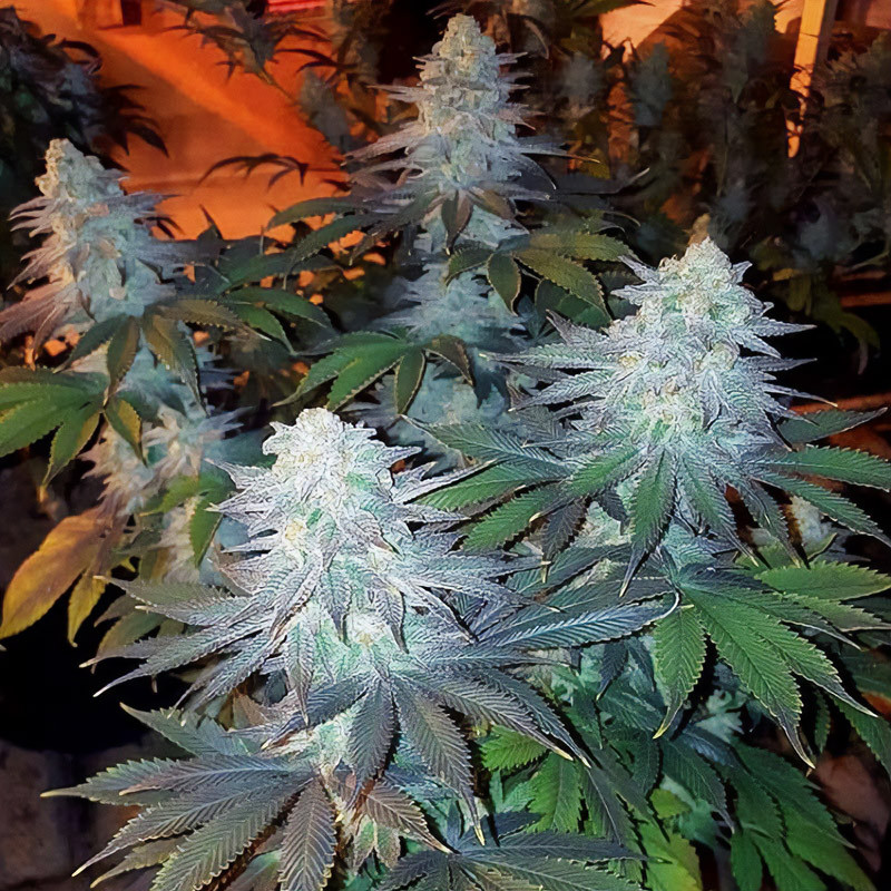Girl Scout Cookies MDLG Seeds feminizovaná semena, pryskyřičnaté palice