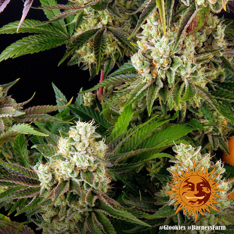 Glookies - Barney's Farm - Feminizovaná semena, pohled 2