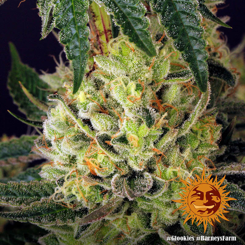 Glookies - Barney's Farm - Feminizovaná semena, pohled 3