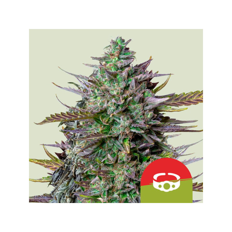 GOAT'lato Auto Royal Queen Seeds samonakvétací semena, pryskyřičnaté palice