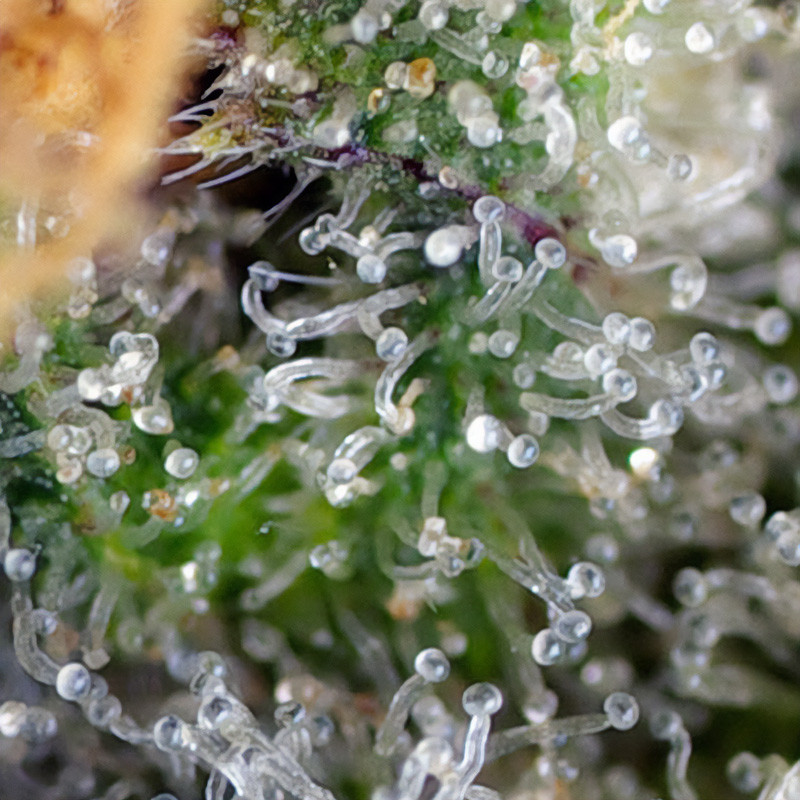 Gorilla Girl - Sweet Seeds - Feminizovaná semena, pohled 3