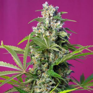 Gorilla Girl Sweet Seeds feminizovaná semena, pryskyřičnaté palice