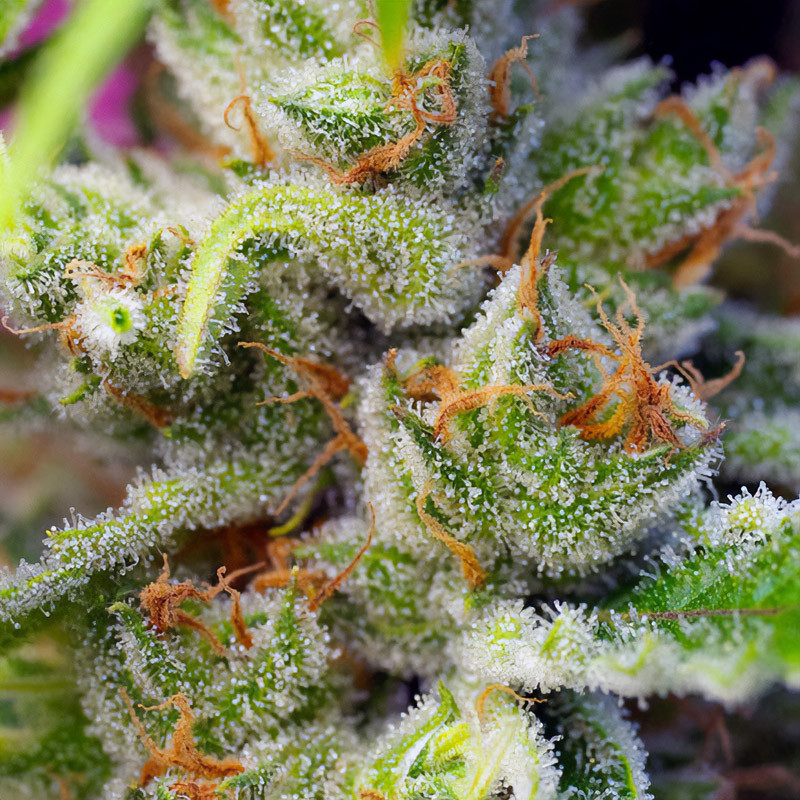 Gorilla Girl - Sweet Seeds - Feminizovaná semena, pohled 4