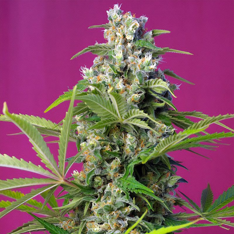 Gorilla Girl Sweet Seeds feminizovaná semena, pryskyřičnaté palice