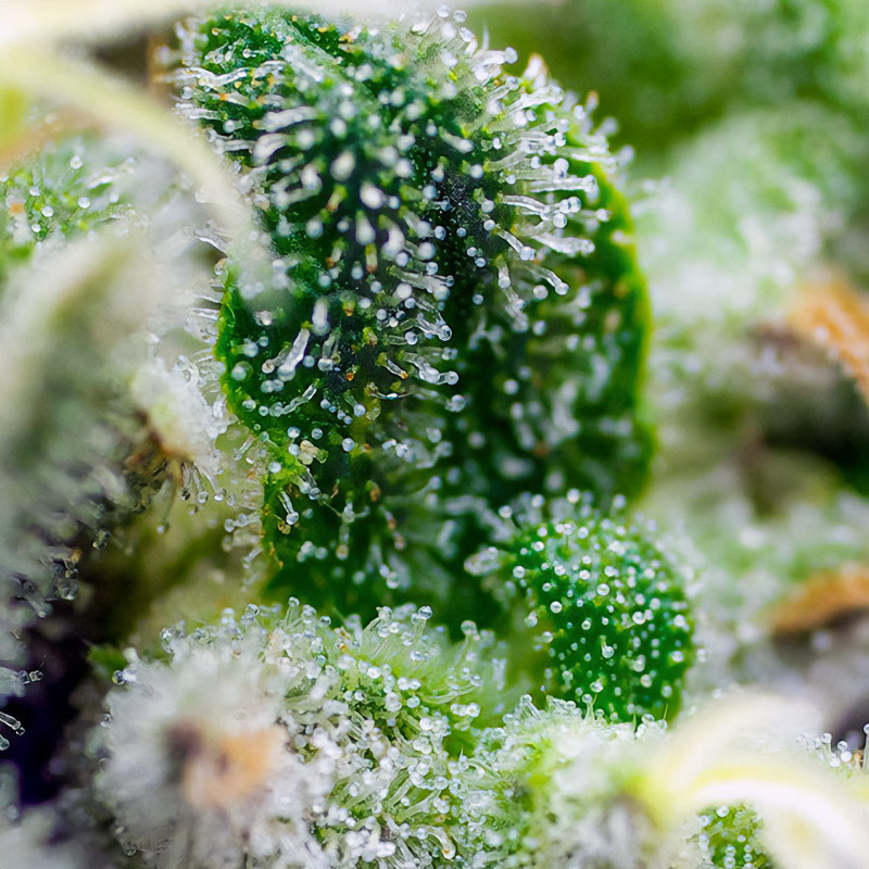 Gorilla Girl XL Auto - Sweet Seeds - Samonakvétací semena, pohled 2