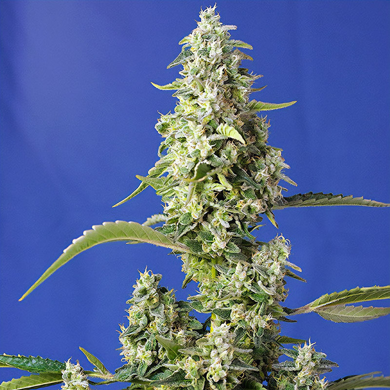 Gorilla Girl XL Auto Sweet Seeds samonakvétací semena, pryskyřičnaté palice
