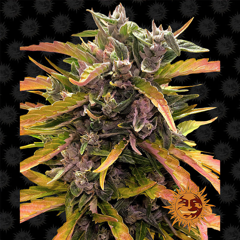 Gorilla Glue Auto Barney's Farm samonakvétací semena, pryskyřičnaté palice