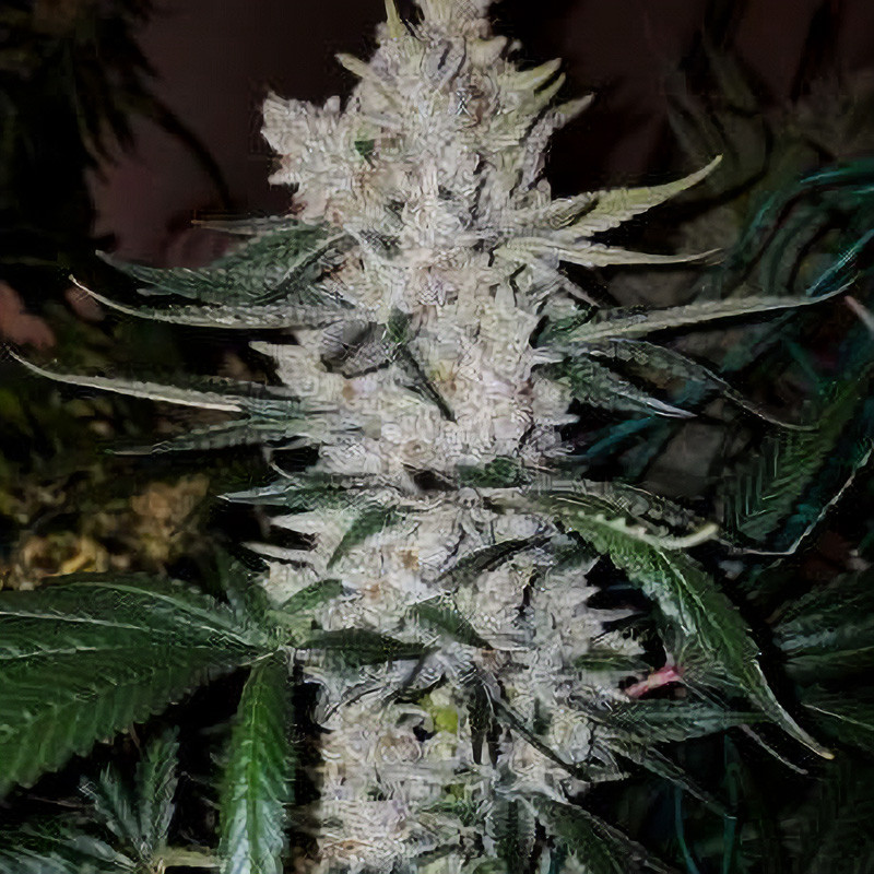 Gorilla Glue feminizovaná semena, pohled 2