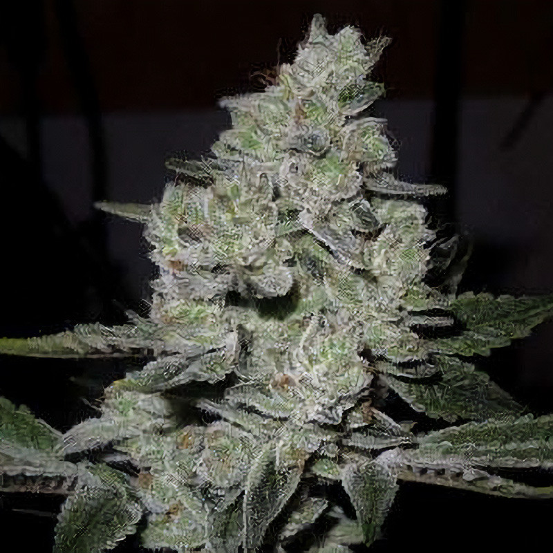 Gorilla Glue feminizovaná semena, pohled 3