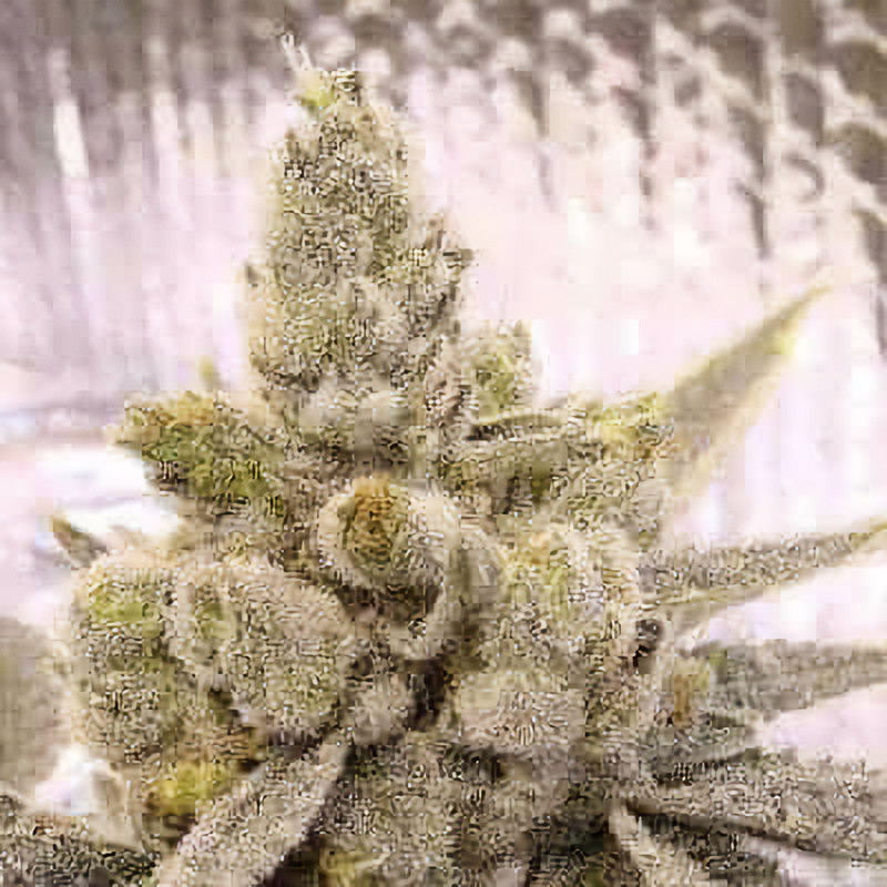 Gorilla Glue feminizovaná semena, pohled 4
