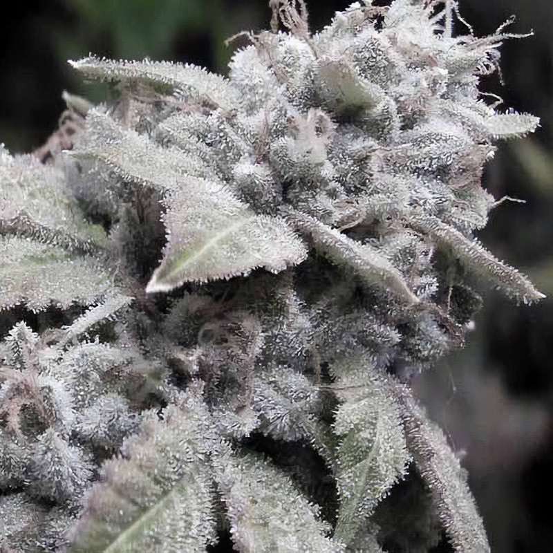 Gorilla Glue feminizovaná semena, pohled 5