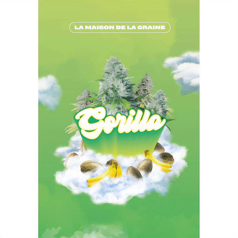 Gorilla Glue feminizovaná semena, pohled 6