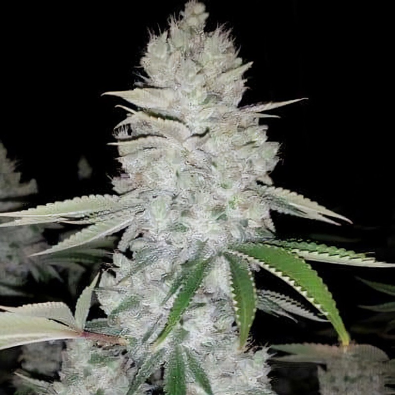 Gorilla Glue MDLG Seeds feminizovaná semena, pryskyřičnaté palice