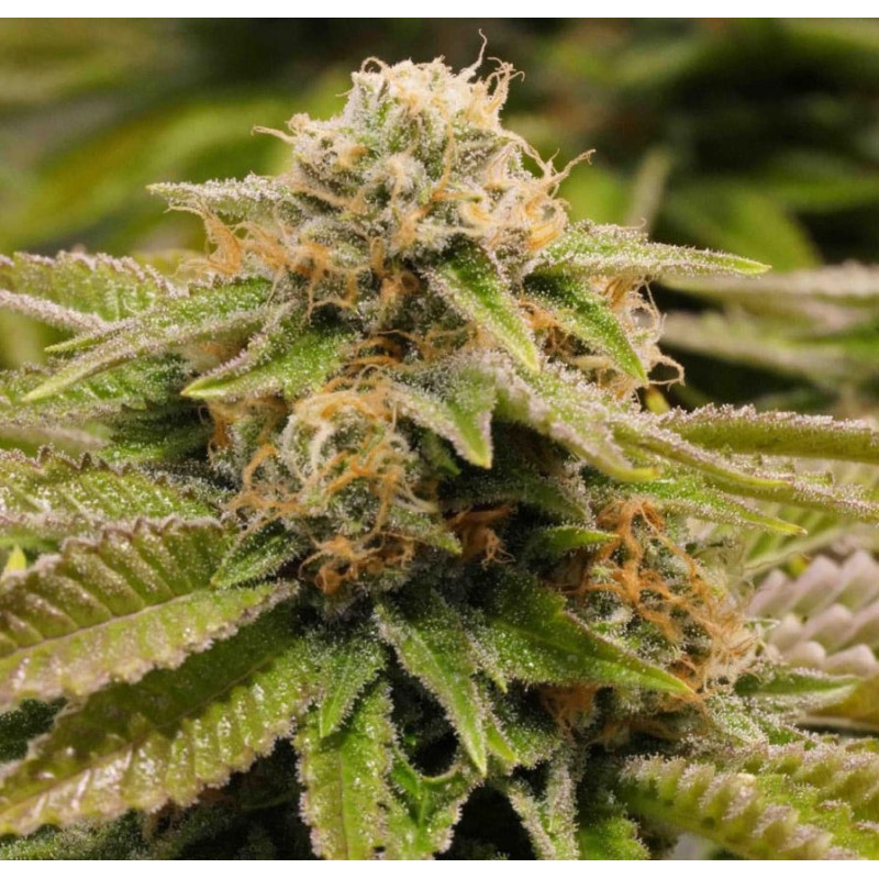 Gorilla Kush MDLG Seeds feminizovaná semena, pryskyřičnaté palice