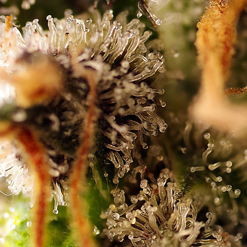 Gorilla Sherbet F1 Fast Version - Sweet Seeds - Feminizovaná semena, pohled 3