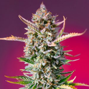 Gorilla Sherbet F1 Fast Version Sweet Seeds feminizovaná semena, pryskyřičnaté palice