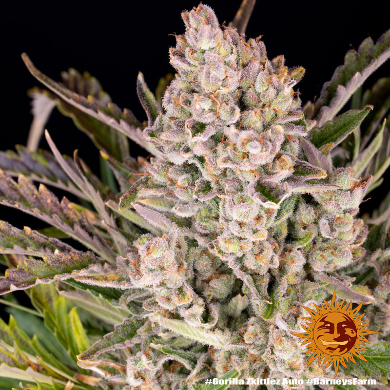 Gorilla Zkittlez Auto Barney's Farm samonakvétací semena, pryskyřičnaté palice