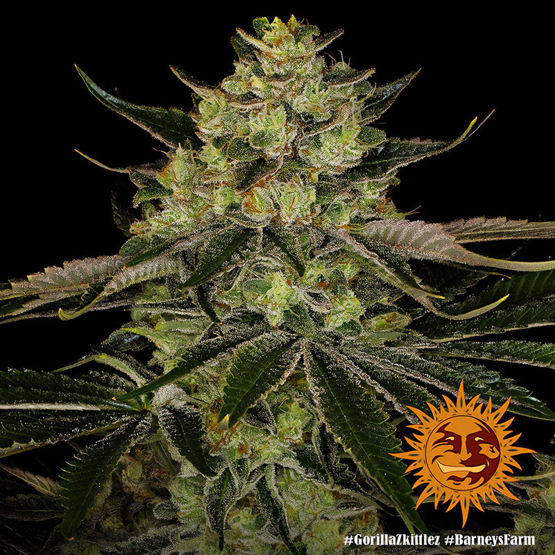 Gorilla Zkittlez - Barney's Farm - Feminizovaná semena, pohled 2